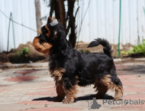 Foto №3. Yorkshire Terrier. Deutschland