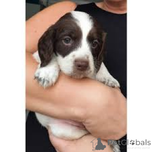 Foto №1. english springer spaniel - zum Verkauf in der Stadt Manchester | 700€ | Ankündigung № 165545