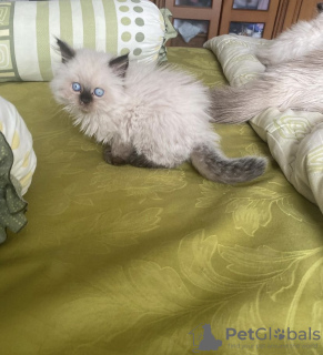 Foto №1. ragdoll-katze - zum Verkauf in der Stadt München | 300€ | Ankündigung № 108915