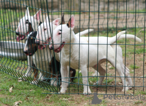 Zusätzliche Fotos: Mini bull terriers