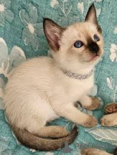 Foto №3. Chatons aus Siamois sind à la vente verfügbar.. Belgien