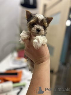 Foto №4. Ich werde verkaufen yorkshire terrier in der Stadt Berlin. quotient 	ankündigung, aus dem tierheim - preis - 550€