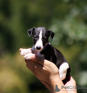 Foto №1. whippet - zum Verkauf in der Stadt Belgrad | verhandelt | Ankündigung № 112894