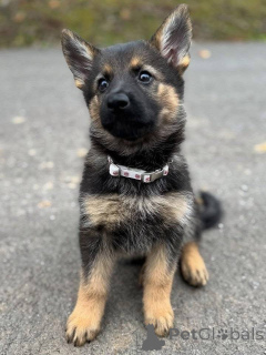 Foto №3. Deutsche Schäferhundwelpen zum Verkauf Ausgezeichnetes Temperament und. Deutschland