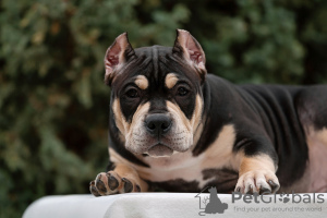 Foto №4. Ich werde verkaufen american bully in der Stadt Rostow am Don. züchter - preis - verhandelt