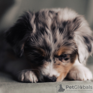 Foto №4. Ich werde verkaufen australian shepherd in der Stadt Minsk. quotient 	ankündigung - preis - 1084€