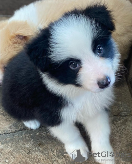 Foto №1. border collie - zum Verkauf in der Stadt Bern | verhandelt | Ankündigung № 123418