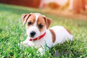 Foto №1. jack russell terrier - zum Verkauf in der Stadt Brokdorf | verhandelt | Ankündigung № 174704