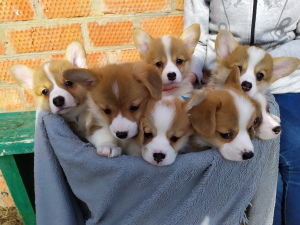 Foto №2 zu Ankündigung № 5611 zu verkaufen mischlingshund - einkaufen Russische Föderation züchter