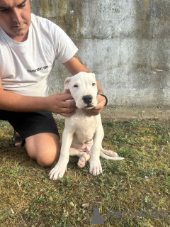 Zusätzliche Fotos: Dogo Argentino puppies