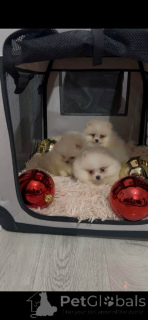 Foto №1.  - zum Verkauf in der Stadt Novi Bečej | 500€ | Ankündigung № 160867