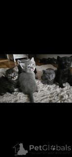 Foto №1. siamkatze - zum Verkauf in der Stadt Carouge | 650€ | Ankündigung № 152172