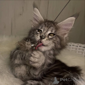 Foto №2 zu Ankündigung № 160680 zu verkaufen maine-coon-katze - einkaufen Großbritannien züchter