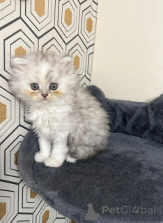 Foto №1. perserkatze - zum Verkauf in der Stadt Hagenow | 436€ | Ankündigung № 173922