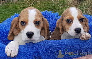 Foto №3. Schattige Driekleurige Beagle-Puppys Voor Herplaatsing. Niederlande