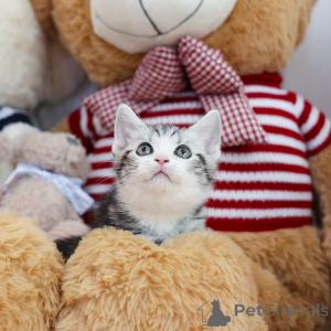 Foto №4. Ich werde verkaufen munchkin in der Stadt Ohio. züchter - preis - 319€