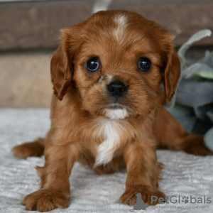 Foto №4. Ich werde verkaufen cavalier king charles spaniel in der Stadt Salvador. quotient 	ankündigung - preis - 279€