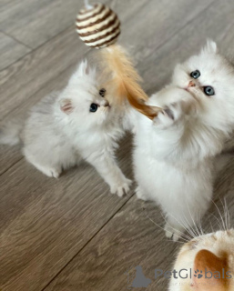 Foto №1. perserkatze - zum Verkauf in der Stadt Raleigh | 319€ | Ankündigung № 140658