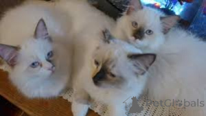 Foto №2 zu Ankündigung № 166320 zu verkaufen ragdoll-katze - einkaufen Finnland quotient 	ankündigung, züchter