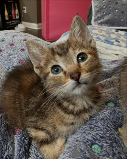 Foto №2 zu Ankündigung № 150587 zu verkaufen bengal katzenrasse - einkaufen Deutschland aus dem tierheim, züchter