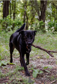 Foto №2 zu Ankündigung № 157436 zu verkaufen mischlingshund - einkaufen Russische Föderation quotient 	ankündigung