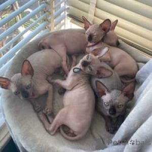 Foto №1. sphynx-katze - zum Verkauf in der Stadt Helsinki | 400€ | Ankündigung № 159208