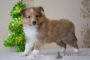Foto №4. Ich werde verkaufen shetland sheepdog in der Stadt Daugavpils. züchter - preis - 1500€