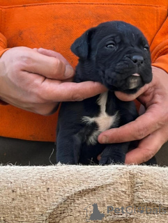 Foto №1. cane corso italiano - zum Verkauf in der Stadt Frankfurt | verhandelt | Ankündigung № 173340