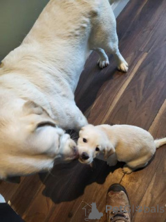 Foto №2 zu Ankündigung № 160013 zu verkaufen labradoodle - einkaufen Lettland quotient 	ankündigung