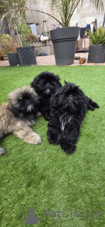 Foto №2 zu Ankündigung № 160921 zu verkaufen shih tzu - einkaufen Belgien quotient 	ankündigung, züchter