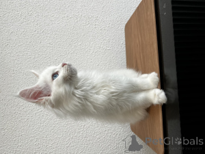 Foto №2 zu Ankündigung № 155989 zu verkaufen maine-coon-katze - einkaufen Russische Föderation vom kindergarten