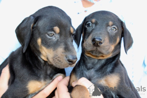 Foto №1. dobermann - zum Verkauf in der Stadt Fristad | 860€ | Ankündigung № 168376