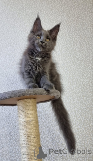 Foto №2 zu Ankündigung № 137757 zu verkaufen maine-coon-katze - einkaufen Australien quotient 	ankündigung