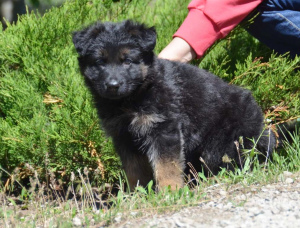 Foto №4. Ich werde verkaufen deutscher schäferhund in der Stadt Mariupol. vom kindergarten - preis - 292€