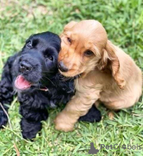 Foto №1. english cocker spaniel - zum Verkauf in der Stadt St. Petersburg | 450€ | Ankündigung № 101149