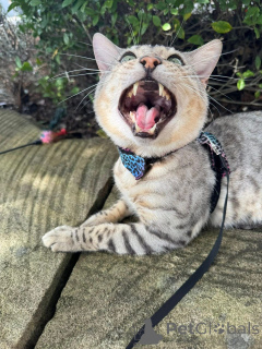 Foto №3. Verspielte bengalische Kätzchen mit glänzenden Mänteln. Deutschland