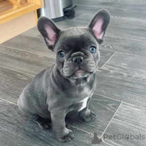 Foto №1. französische bulldogge - zum Verkauf in der Stadt Frederickshavn | verhandelt | Ankündigung № 169964