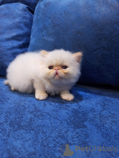 Zusätzliche Fotos: Verkaufe persische Kätzchen vom Typ Extreme Farbe Cream Point. 3 Jungen und 1