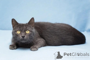 Foto №3. Mond - Ein Miniaturmädchen sucht ein Haus.. Russische Föderation