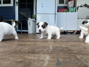 Foto №2 zu Ankündigung № 159845 zu verkaufen jack russell terrier - einkaufen Die Philippinen quotient 	ankündigung