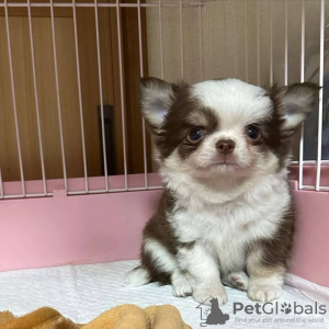 Foto №3. Chihuahua zur Adoption. USA