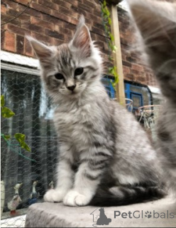 Foto №2 zu Ankündigung № 160419 zu verkaufen maine-coon-katze - einkaufen Dänemark 