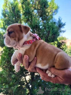 Foto №1. englische bulldogge - zum Verkauf in der Stadt Zrenjanin | verhandelt | Ankündigung № 110796