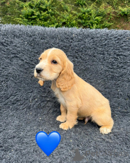 Foto №3. Geschenk entzückende Cocker Spaniel Welpen. Zypern