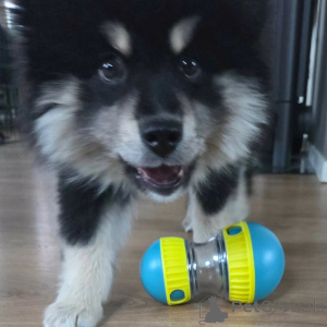 Foto №1. finnischer lapphund - zum Verkauf in der Stadt Alavus | 700€ | Ankündigung № 169111