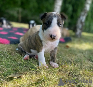 Foto №1. bullterrier - zum Verkauf in der Stadt Kaunas | verhandelt | Ankündigung № 120712