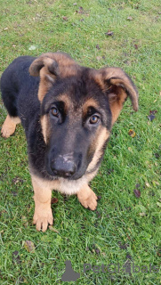 Foto №4. Ich werde verkaufen deutscher schäferhund in der Stadt Nawapolazk. züchter - preis - 142€