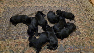 Foto №4. Ich werde verkaufen russischer schwarzer terrier in der Stadt Otwock Wielki.  - preis - 836€