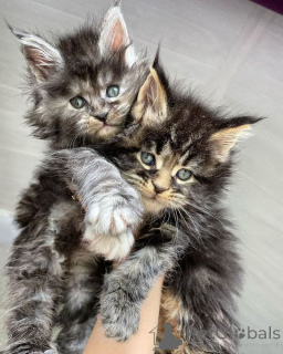 Foto №2 zu Ankündigung № 157351 zu verkaufen norwegische waldkatze - einkaufen Deutschland aus dem tierheim, züchter