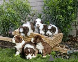 Foto №4. Ich werde verkaufen bearded collie in der Stadt London Borough of Hackney.  - preis - verhandelt